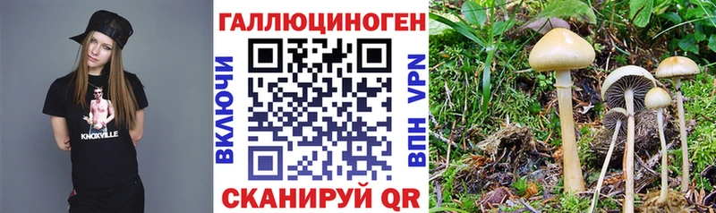 Купить закладки  Ковылкино  Псилоцибиновые грибы Psilocybe 